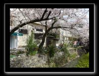 059 Kyoto chemin de la philosophie 