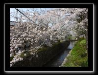 060 Kyoto chemin de la philosophie