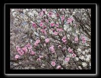 062 Kyoto chemin de la philosophie blanc ou rose