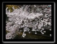 063 Kyoto chemin de la philosophie blanc