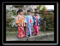 065 Kyoto chemin de la philosophie pose à tout âge