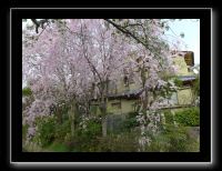 066 Kyoto chemin de la philosophie