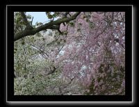 067 Kyoto chemin de la philosophie