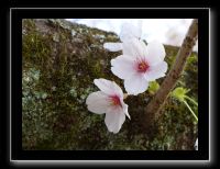 068 Kyoto chemin de la philosophie