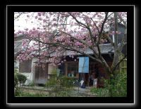 070 Kyoto chemin de la philosophie