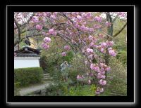 071 Kyoto chemin de la philosophie