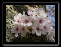 073 Kyoto chemin de la philosophie 