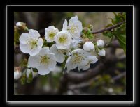 075 Kyoto chemin de la philosophie 