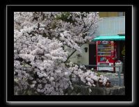 076 Kyoto chemin de la philosophie dans le quartier aussi les cerisiers sont en fleurs