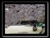 078 Kyoto chemin de la philosophie dans le quartier