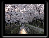 079 Kyoto chemin de la philosophie le soleil se couche