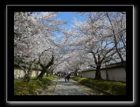 081 Kyoto Daigo-ji arrivée dans le temple sous les cerisiers
