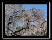 097 Kyoto Daigo-ji cerisiers pleureurs séculaires