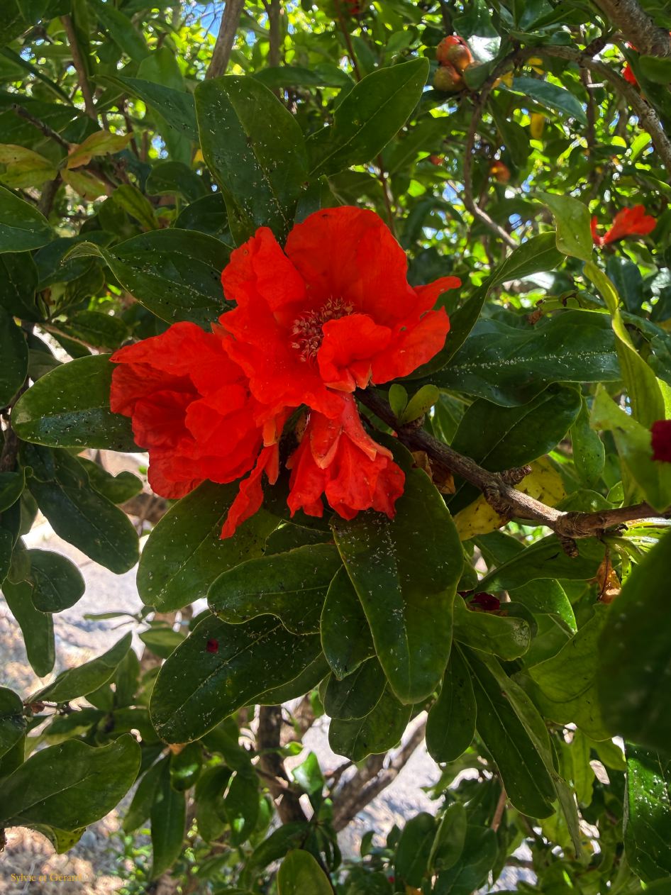 157 Rabat fleurs IMG_1593