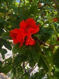157 Rabat fleurs IMG_1593