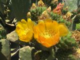 159 Rabat fleurs IMG_1598