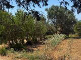 188 Gozo Xagha les paysages IMG_1679