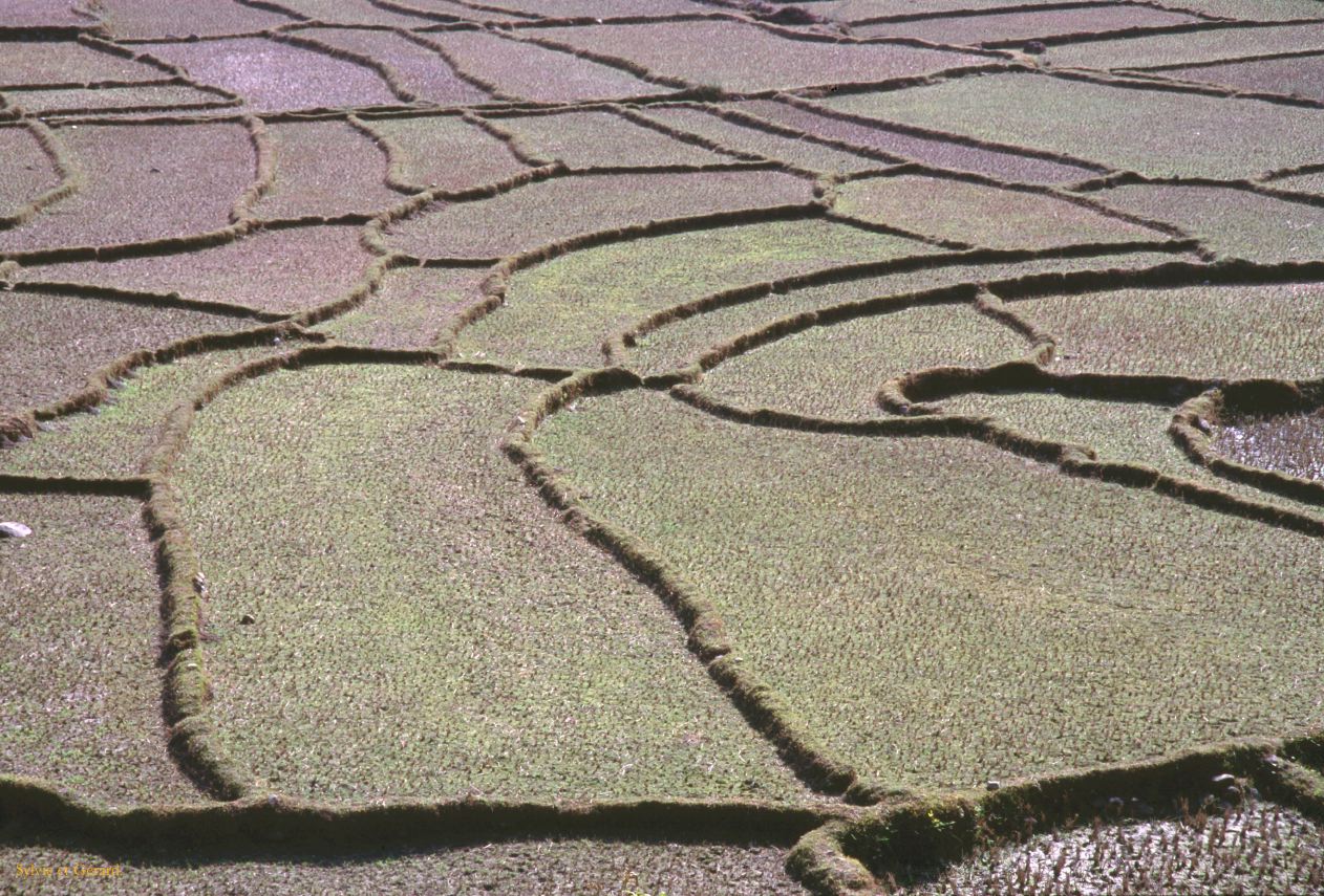 Pokhara les cultures aux alentours Nepal 1993-110