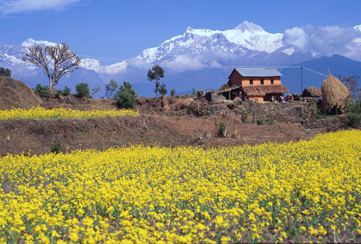 Pokhara les cultures aux alentours Nepal 1993-112