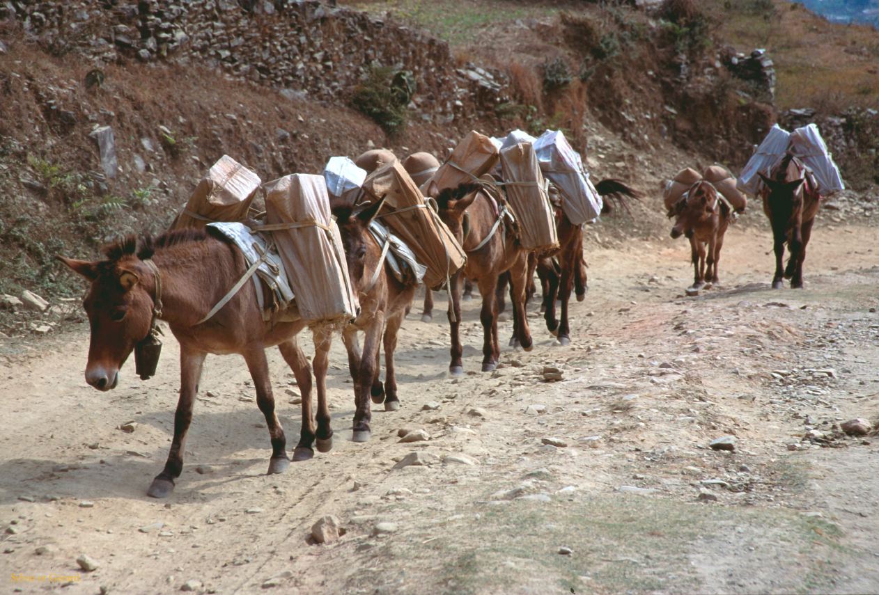 Pokhara rencontre sur les chemins de randonnée Nepal 1993-128