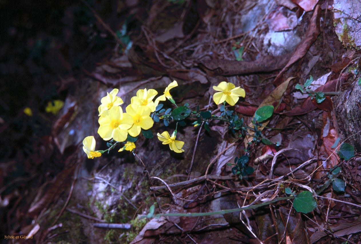 Pokhara sur les chemins de randonnée Nepal 1993-118