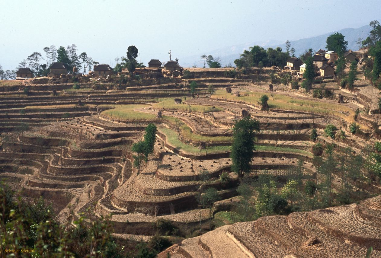 Sangkhu Namo Buddha le long de la route des cultures en terrasses Nepal 1993-290