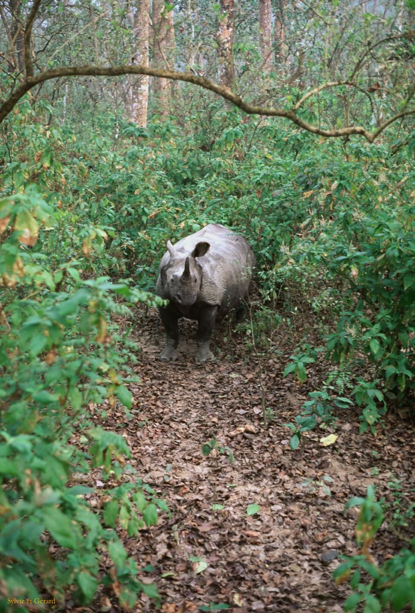 Teraï parc Chitwan Nepal 1993-134