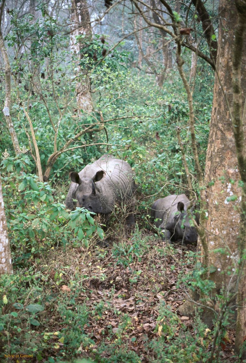 Teraï parc Chitwan Nepal 1993-135