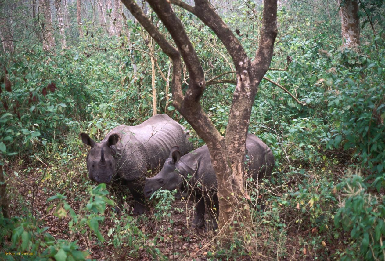 Teraï parc Chitwan Nepal 1993-136