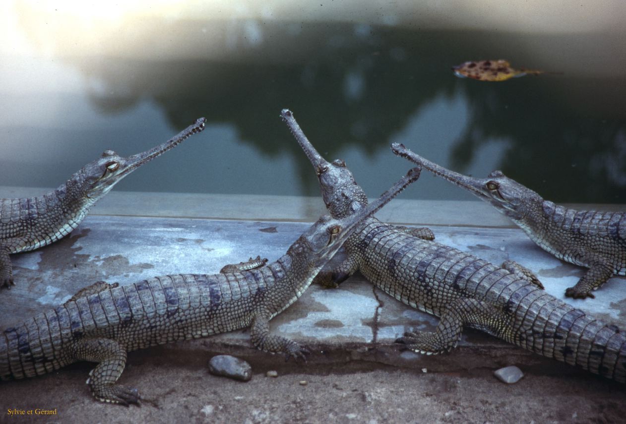 Teraï parc Chitwan Nepal 1993-137