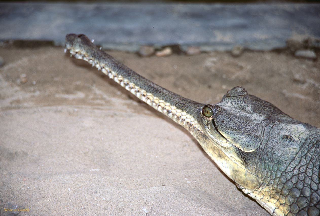 Teraï parc Chitwan Nepal 1993-138