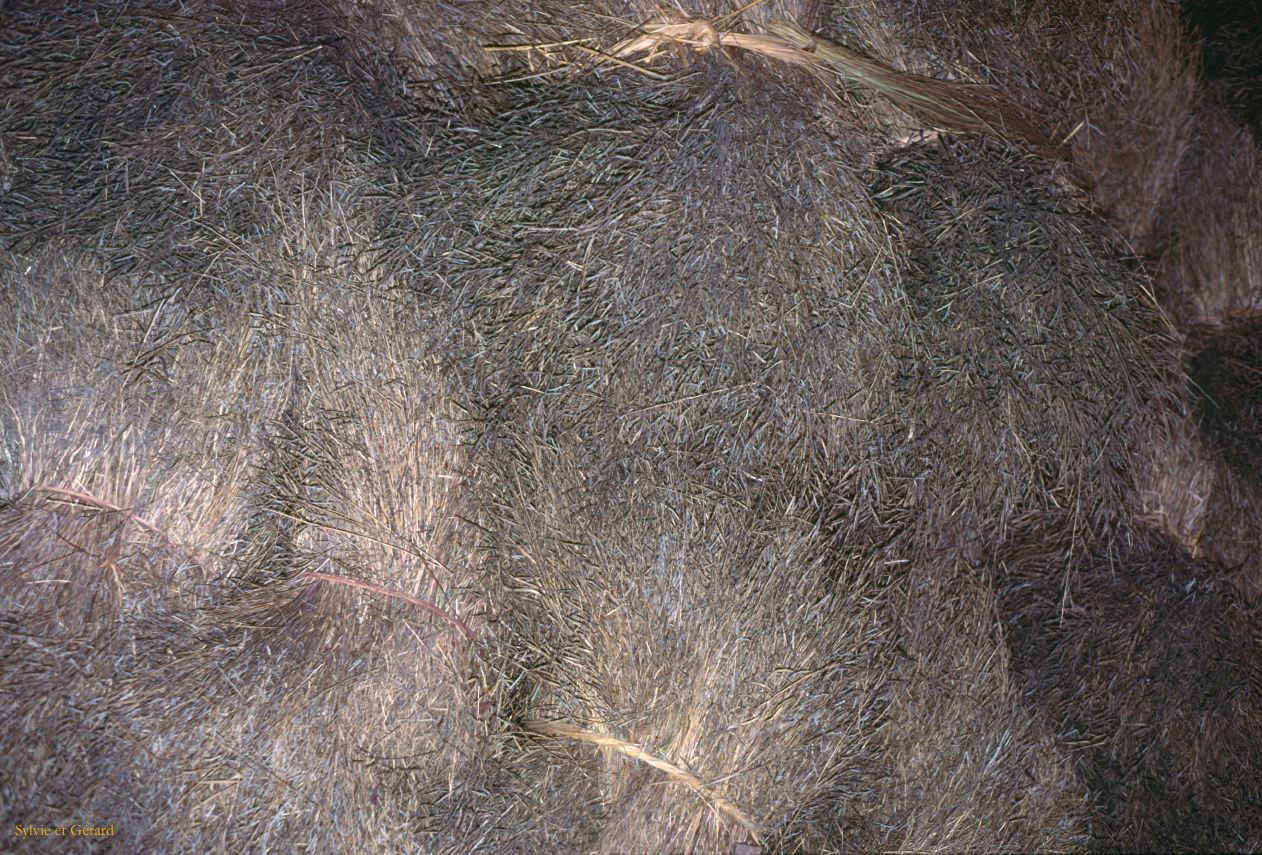 Teraï parc Chitwan village Tharu Nepal 1993-143