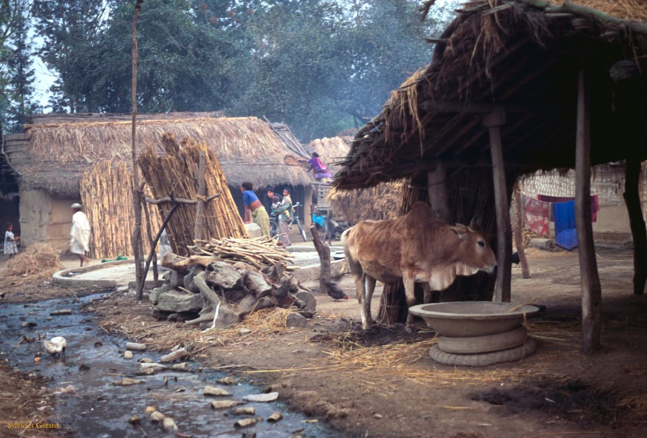 Teraï parc Chitwan village Tharu Nepal 1993-150
