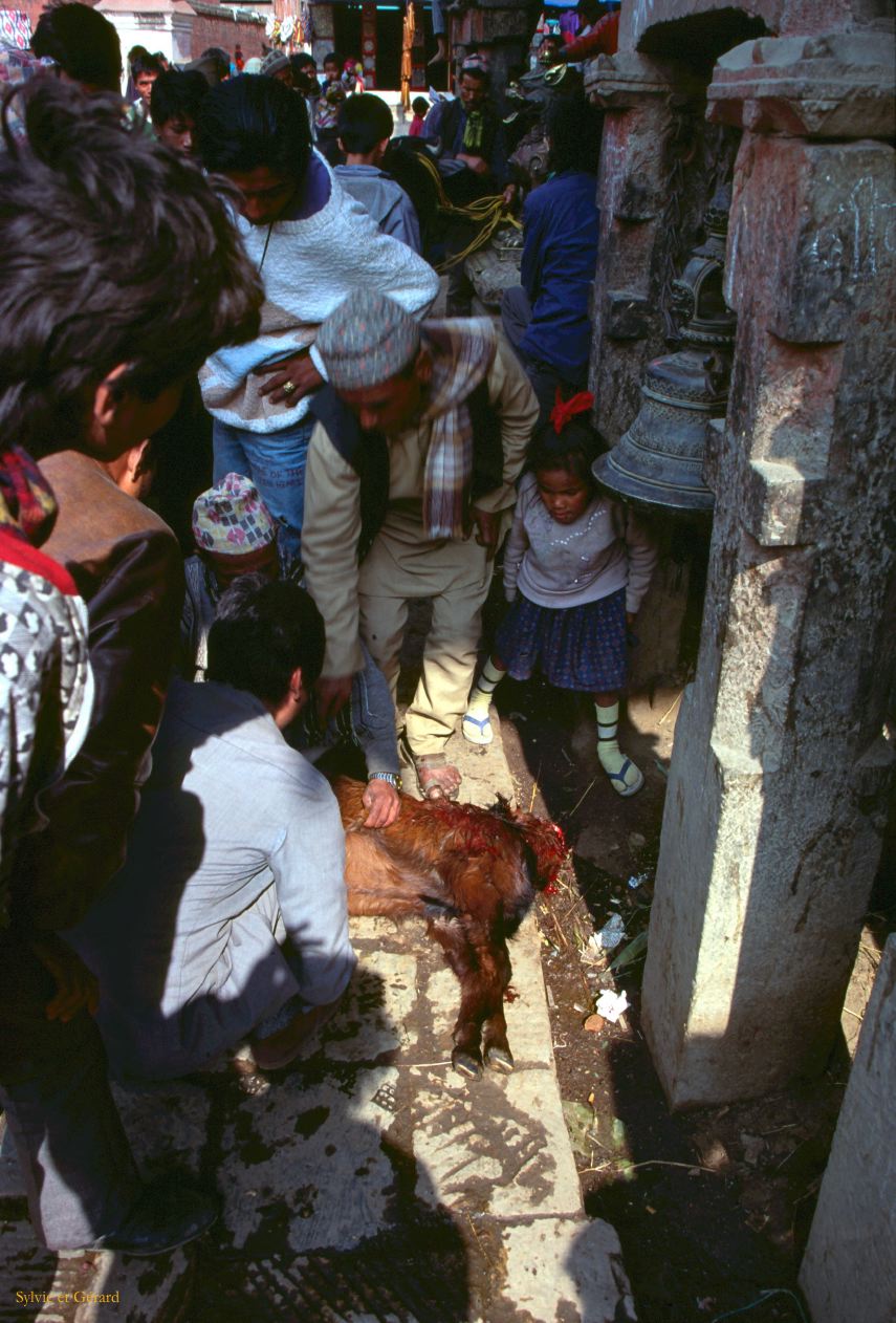 Bhaktapur Taumadhi square sacrifice d'une vache Nepal 1993-180