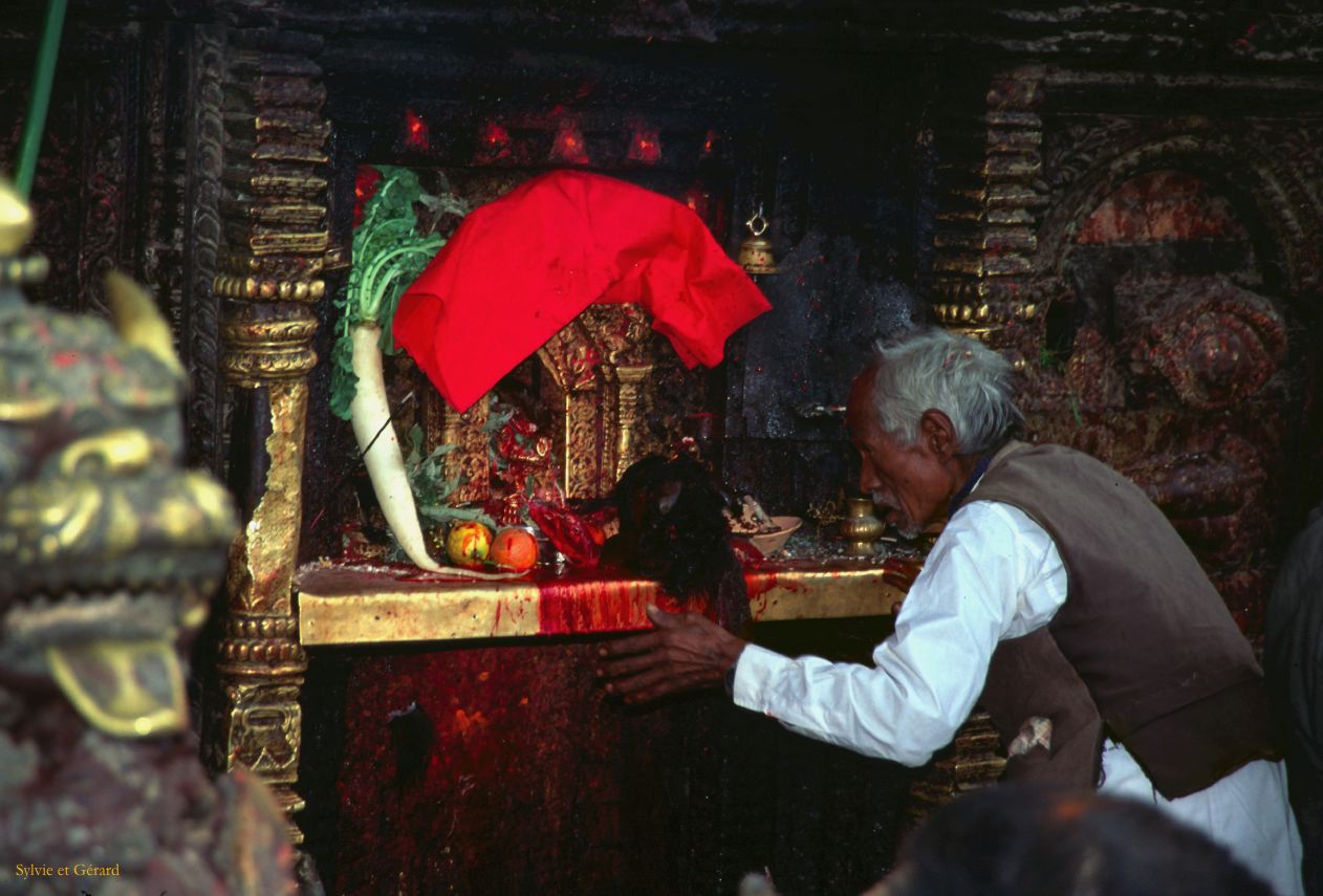 Bhaktapur Taumadhi square sacrifice d'une vache Nepal 1993-181