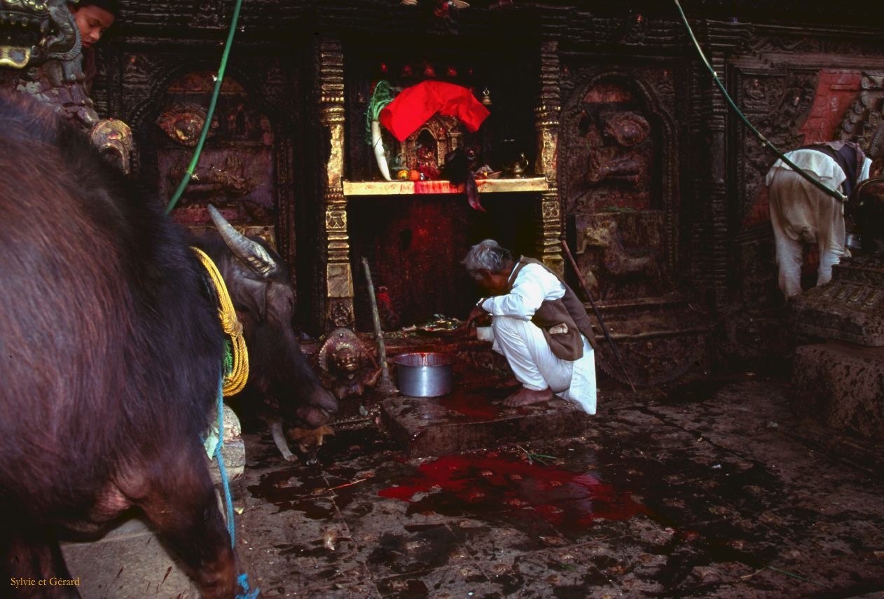 Bhaktapur Taumadhi square sacrifice d'une vache Nepal 1993-182