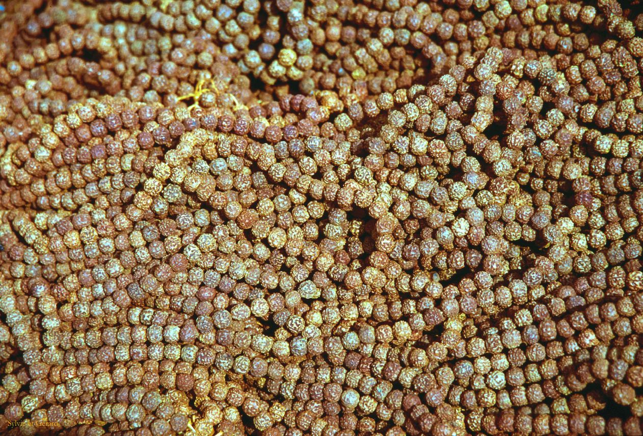 Katmandou le quartier de Thamel Nepal 1993-053