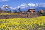 Pokhara les cultures aux alentours Nepal 1993-112