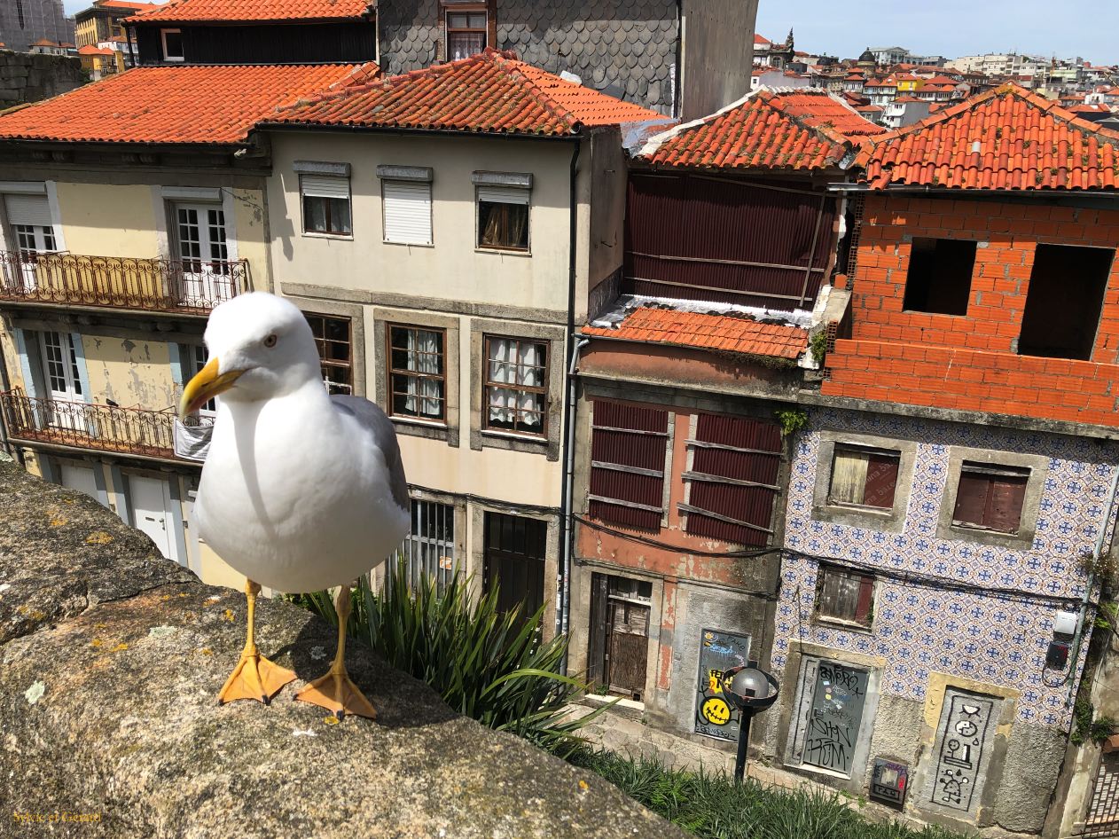 011 Porto Ribeira la Sé cathédrale les alentours  IMG_7012
