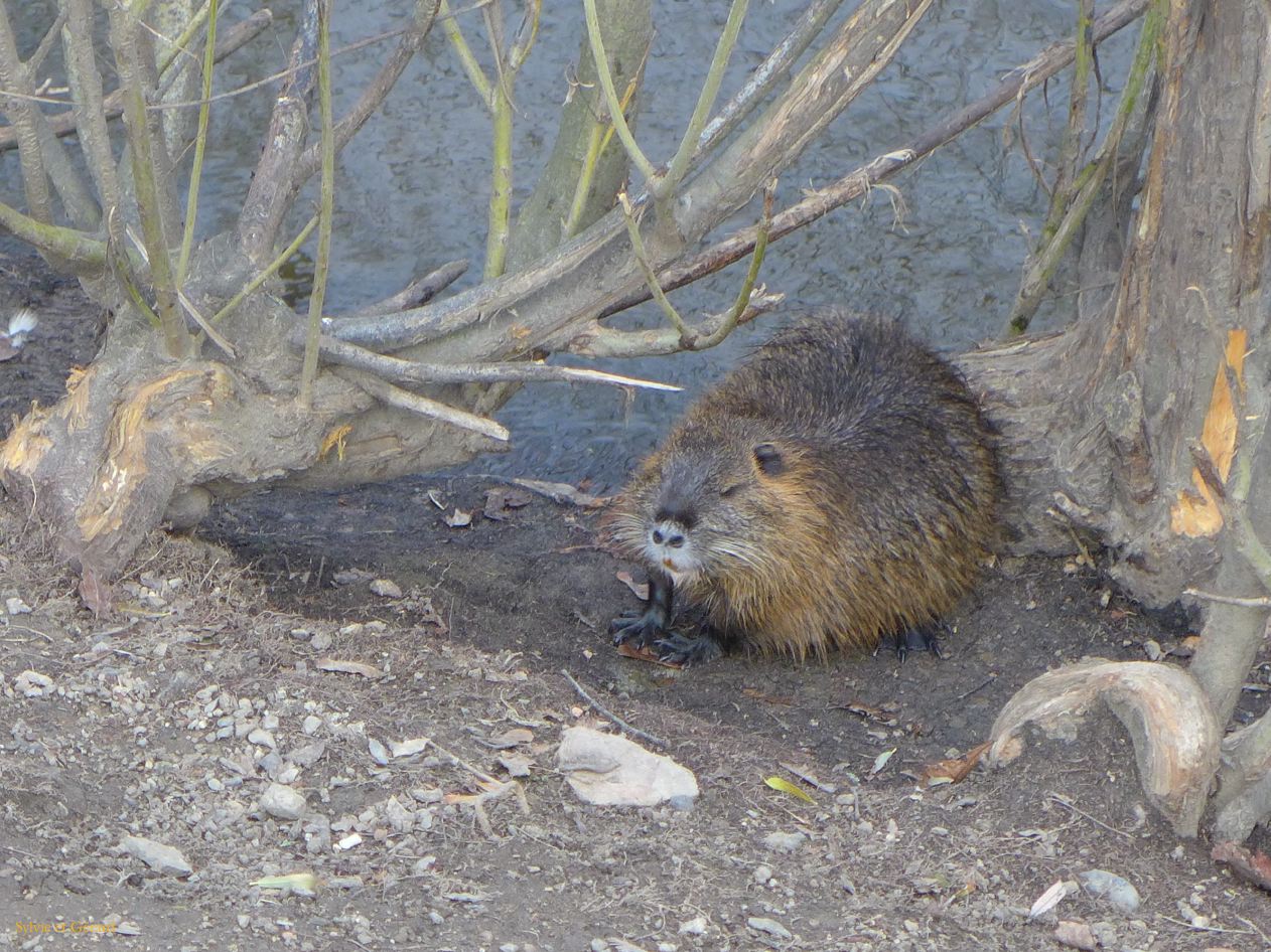 038 Prague Mala Strana île Kampa 