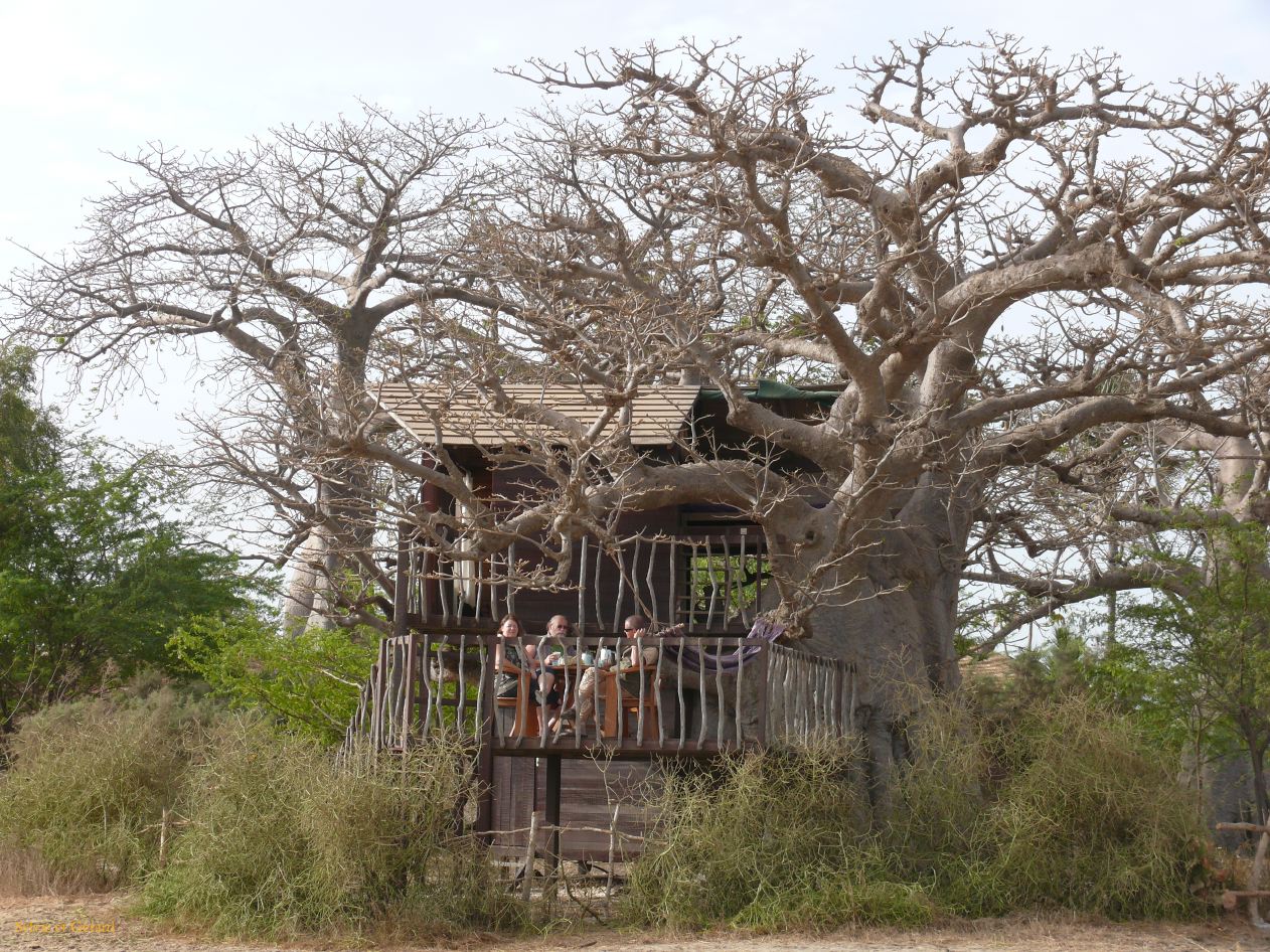 E 16 Le Sine Saloun petit déj dans l'arbre Collines de Niassam