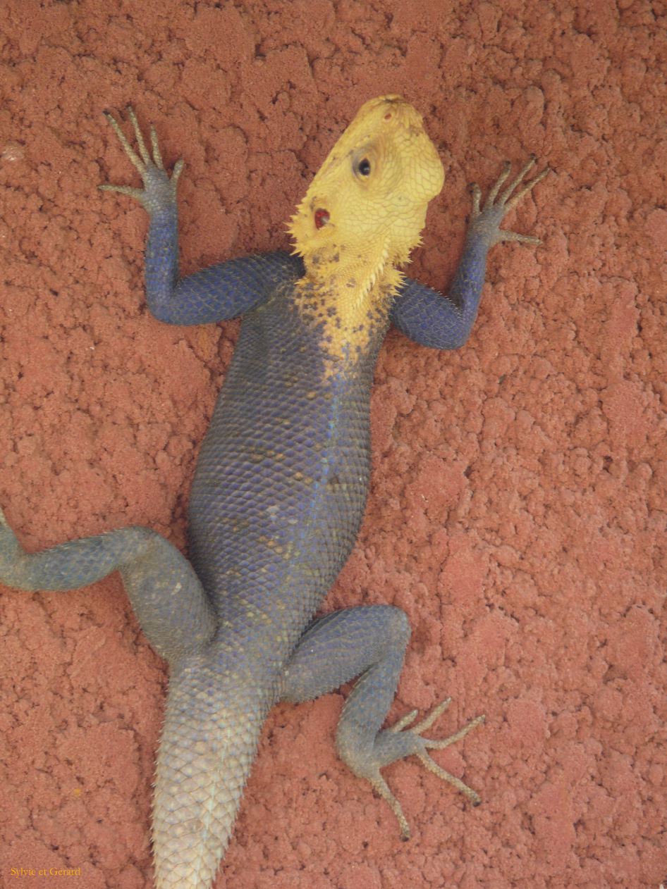 F 19 b lézard bleu