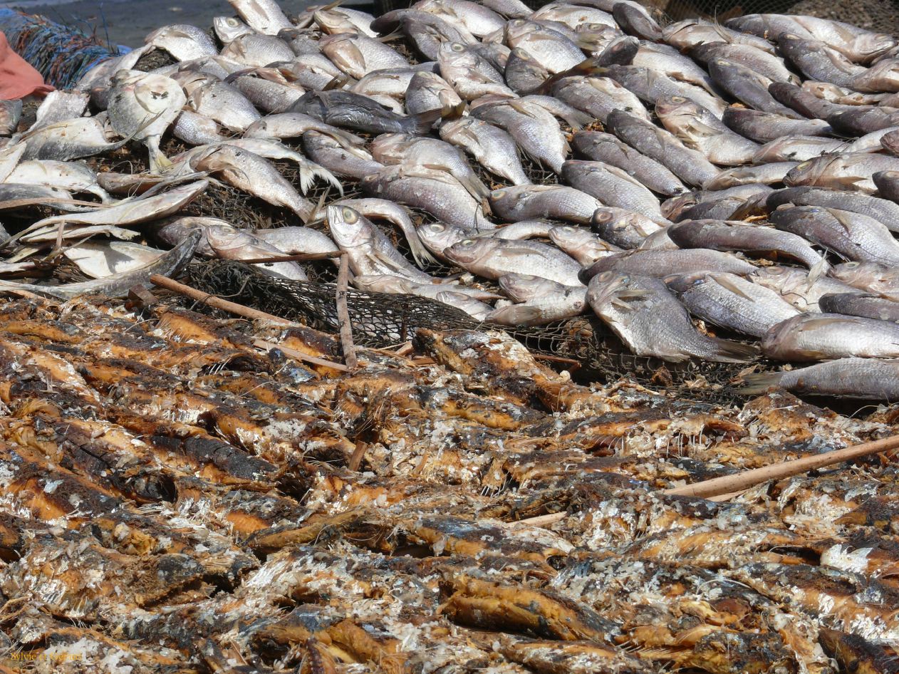 G 22 St Louis séchage du poisson