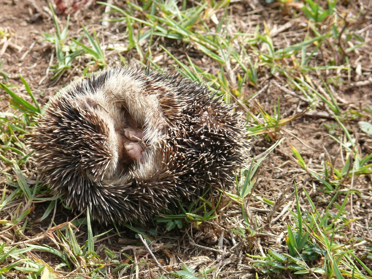 A 18 Golf Dakar le hérisson en boule