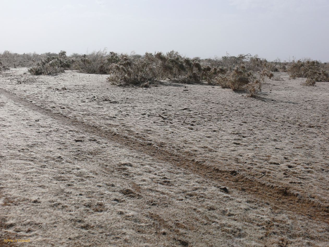 H 03 Parc du Djoudj la bourre des roseaux récouvre tout