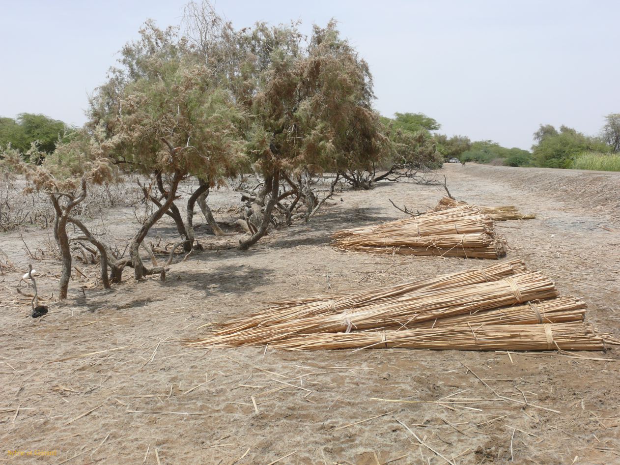 H 08 Parc du Djoudj roseaux coupés