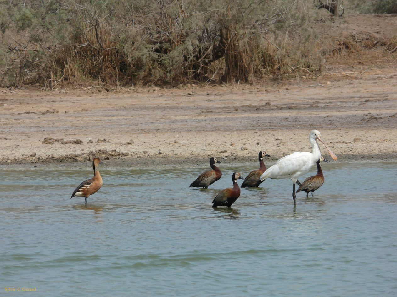 H 10 Parc du Djoudj spatule et canards