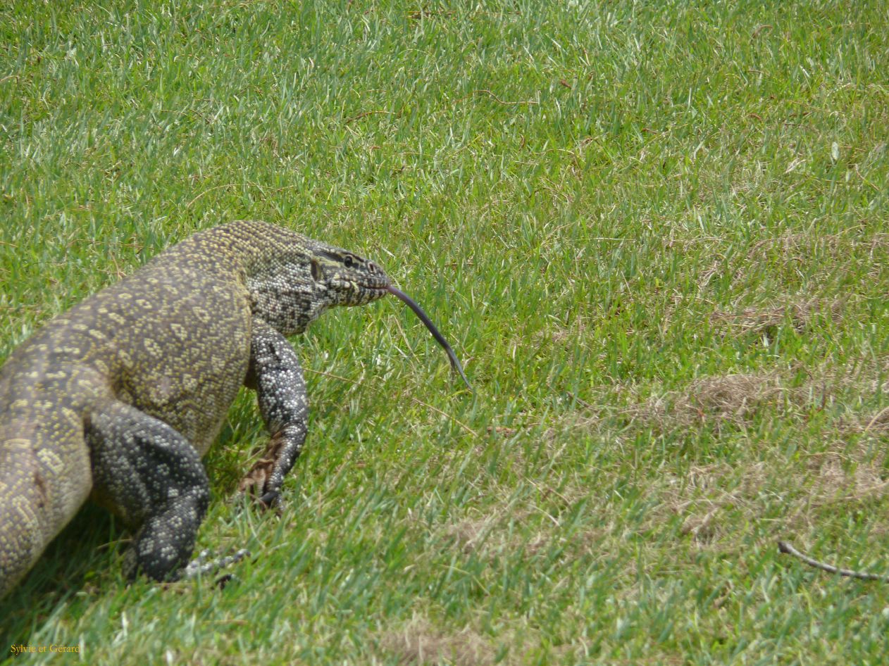A20 Golf Dakar le varan