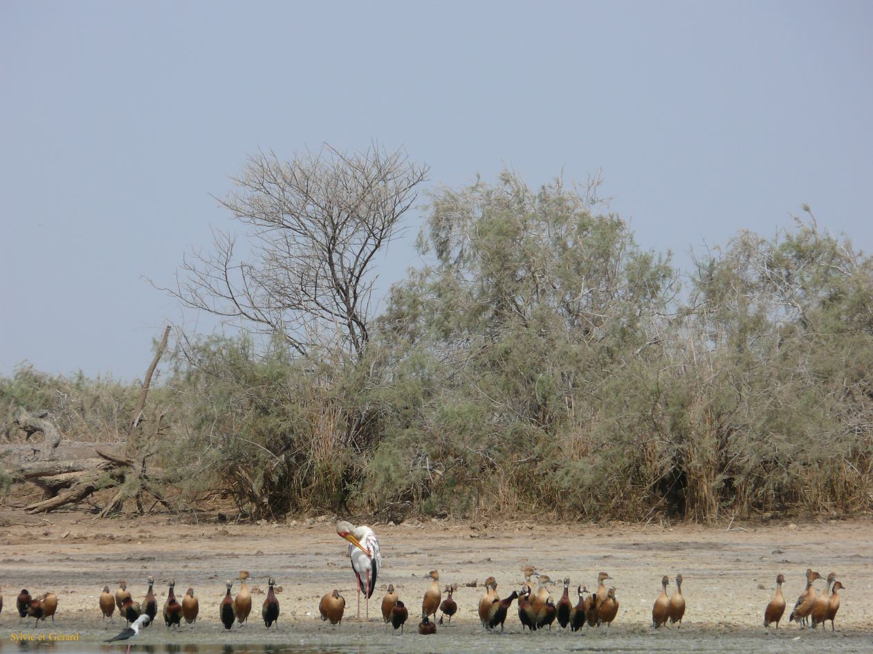 H 12 Parc du Djoudj cigoge et canards