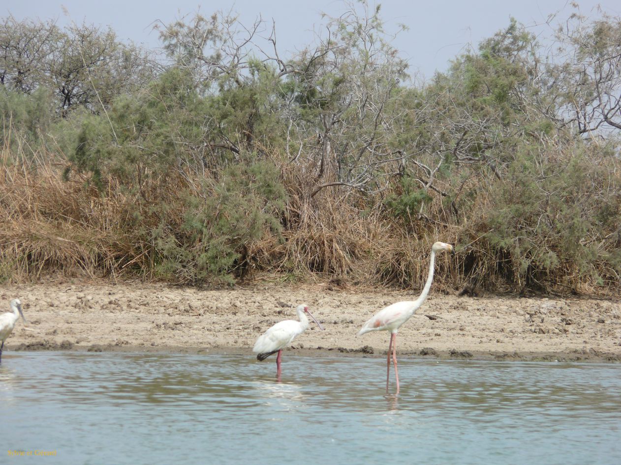 H 15 Parc du Djoudj flamant rose